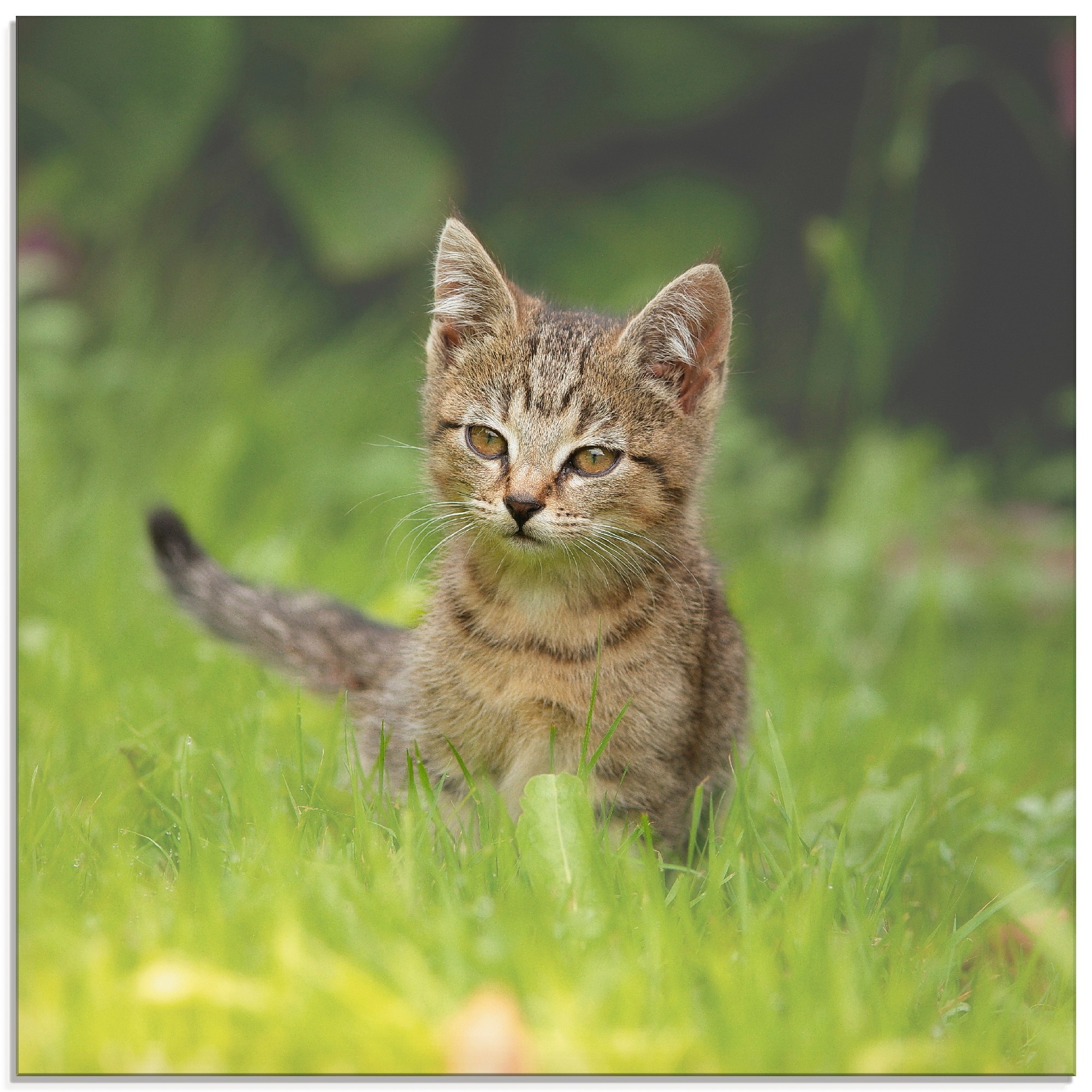Image of Artland Glasbild »Kleiner Tiger im Gras«, Haustiere, (1 St.) bei Ackermann Versand Schweiz