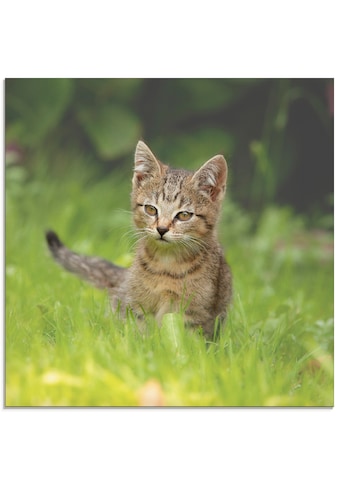 Artland Glasbild »Kleiner Tiger im Gras«, Haustiere, (1 St.) kaufen