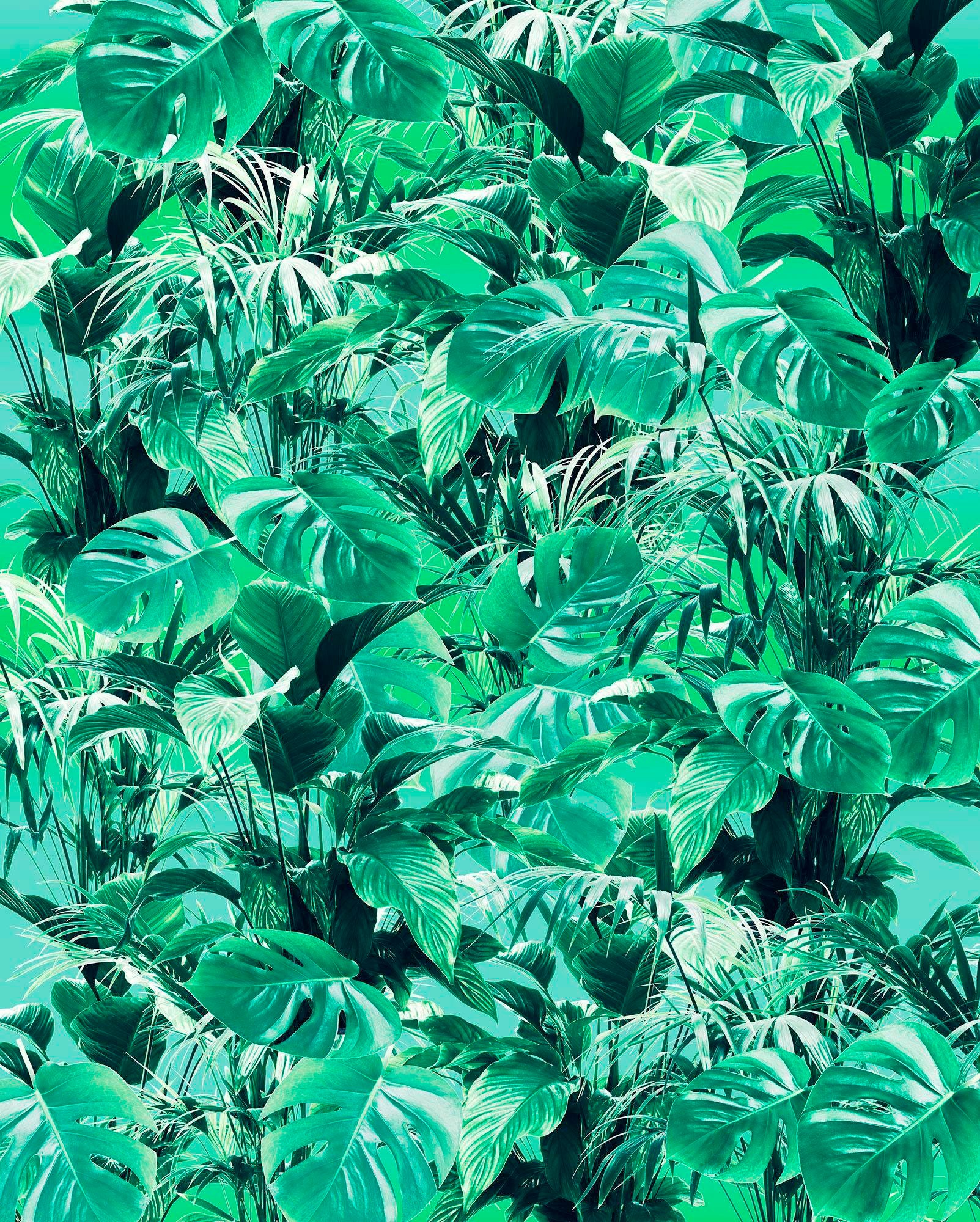 Image of Komar Vliestapete »Pure Evergreen«, naturalistisch bei Ackermann Versand Schweiz