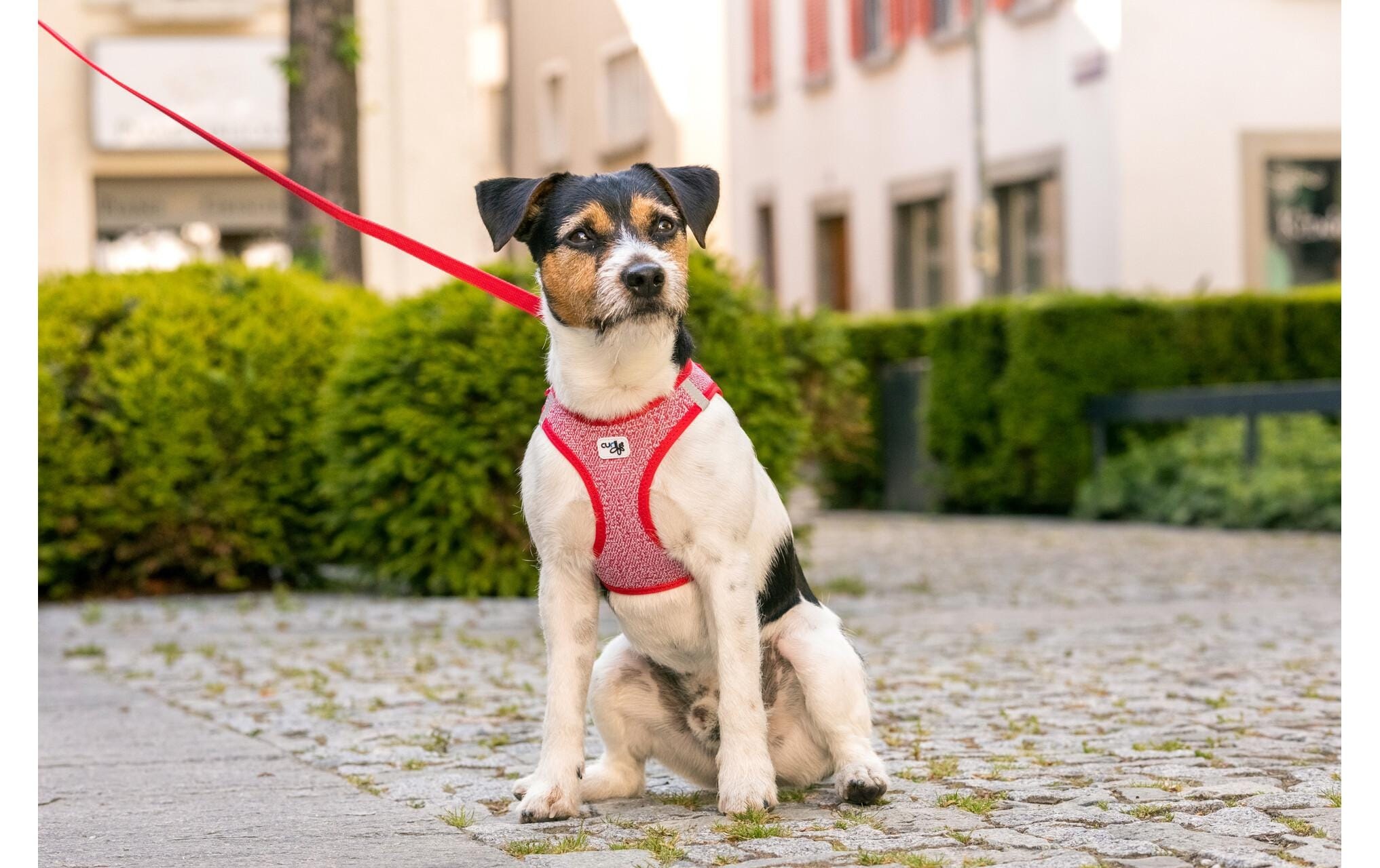 Curli Hunde-Geschirr »Merino XS«, Polyester