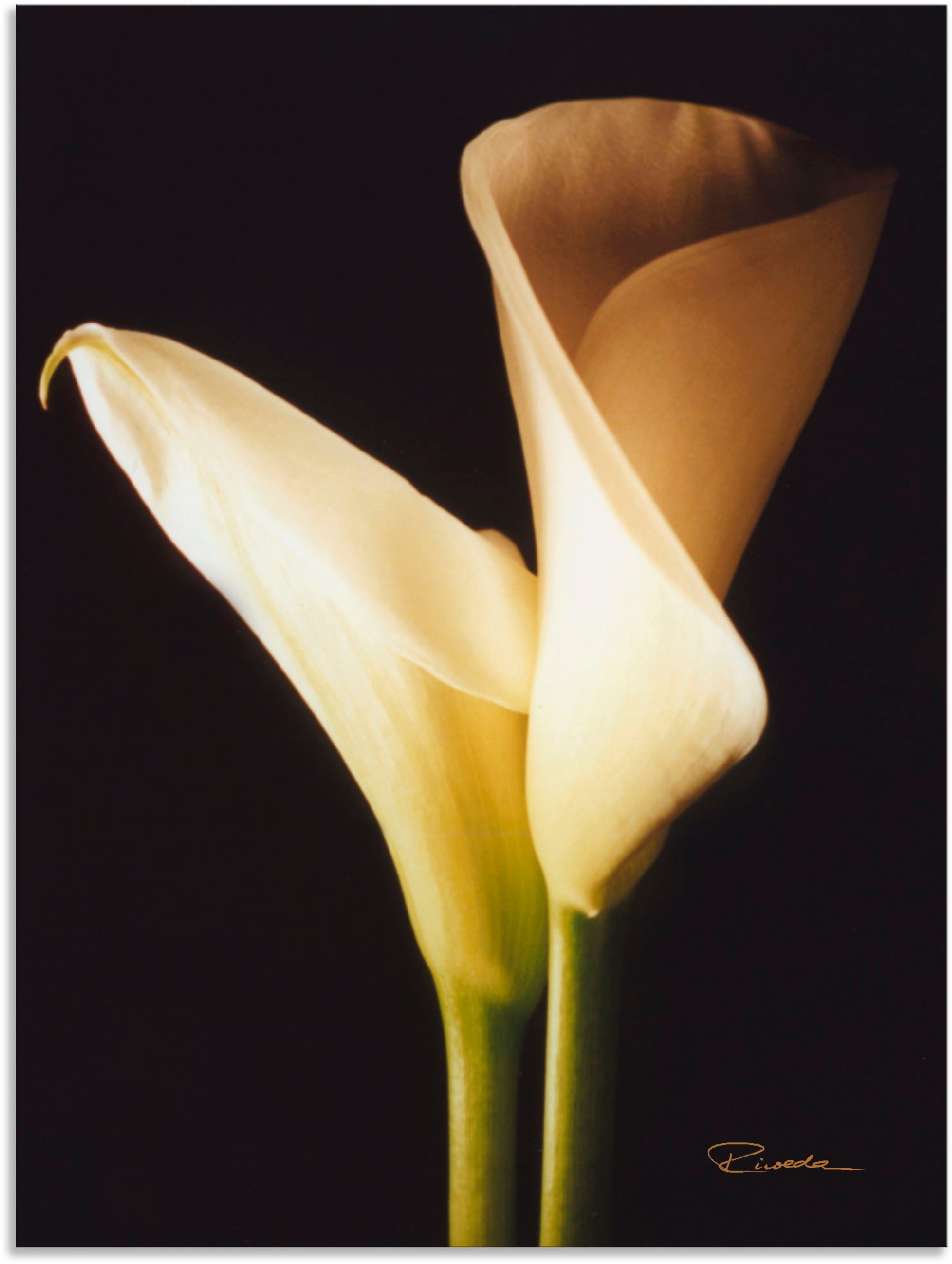 Image of Artland Wandbild »Wunderschöne Zantedeschien I«, Blumen, (1 St.), in vielen Grössen & Produktarten - Alubild / Outdoorbild für den Aussenbereich, Leinwandbild, Poster, Wandaufkleber / Wandtattoo auch für Badezimmer geeignet bei Ackermann Versand Schweiz