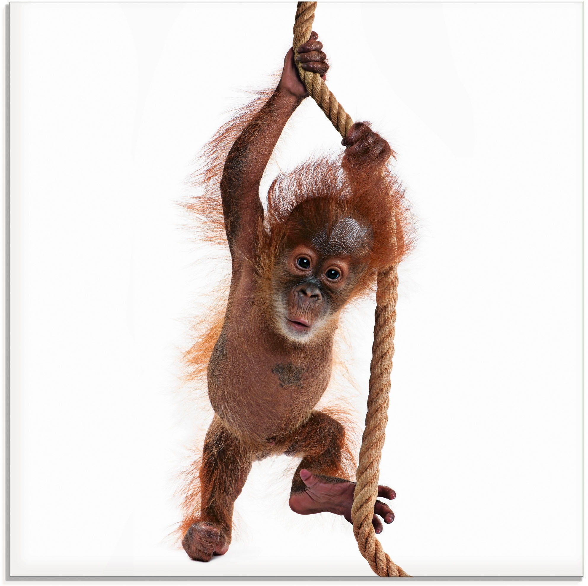 Image of Artland Glasbild "Baby Orang Utan hängt am Seil I" Wildtiere 1 Stk. tlg. in verschiedenen Grössen