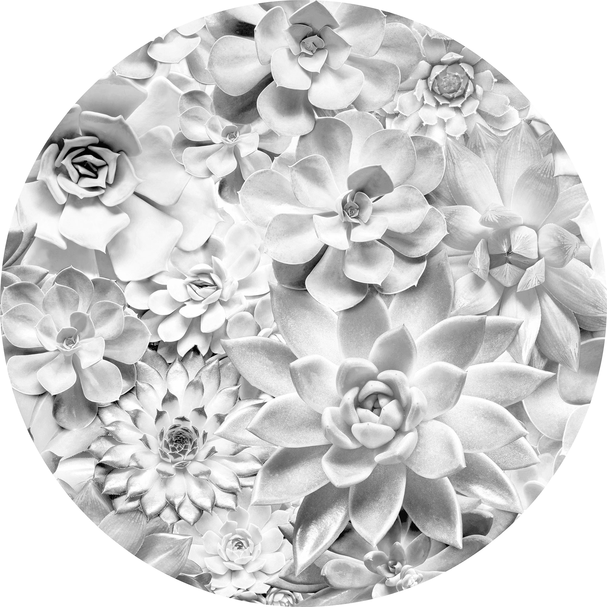 Image of Komar Vliestapete "Vlies selbstklebend - Echeveria - Grösse 125 x 125 cm" bedruckt glatt Wohnzimmer, Schlafzimmer