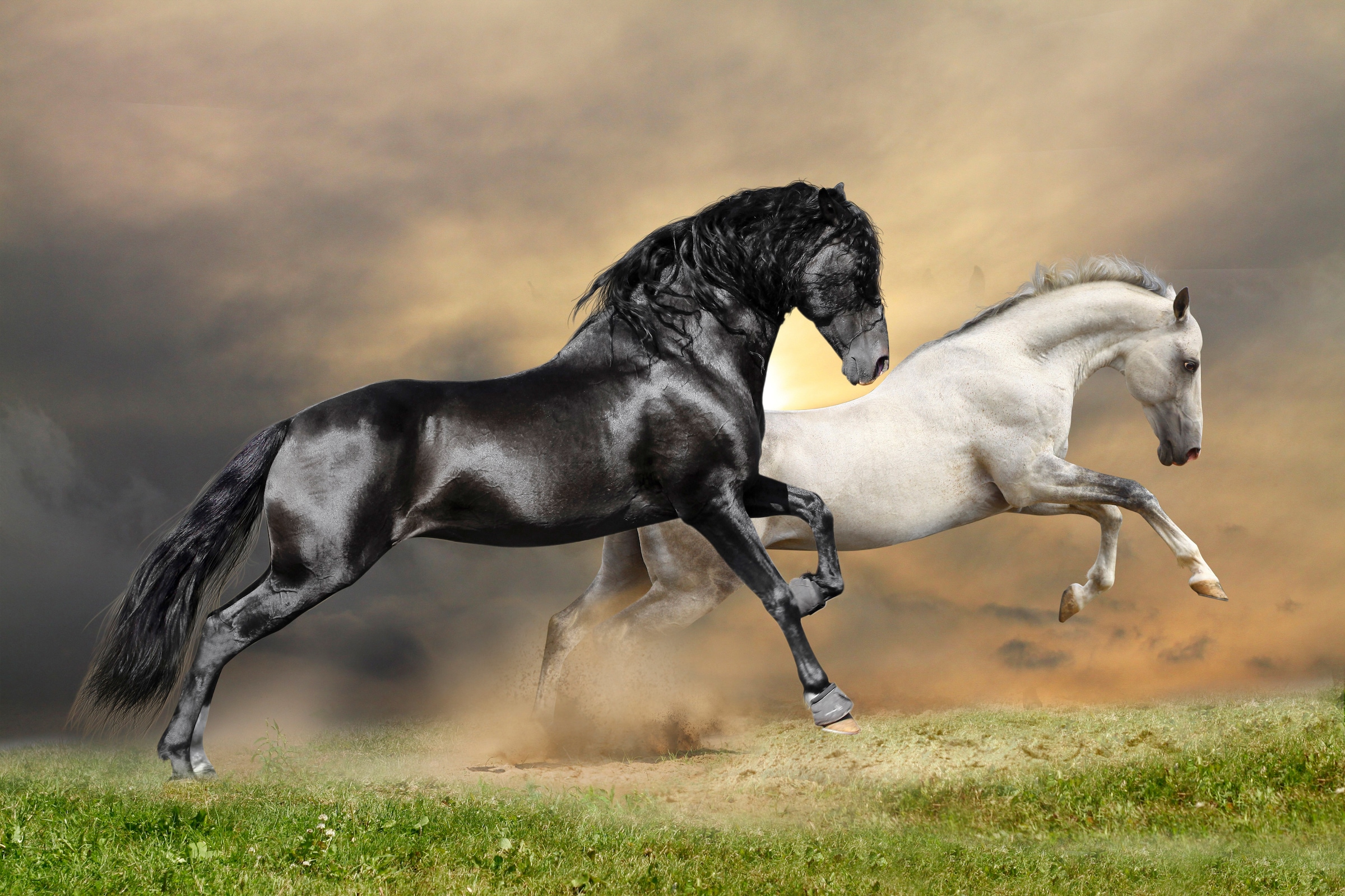 Image of Papermoon Fototapete »Black and White Horses«, matt, BlueBack, 7 Bahnen, 350 x 260 cm bei Ackermann Versand Schweiz