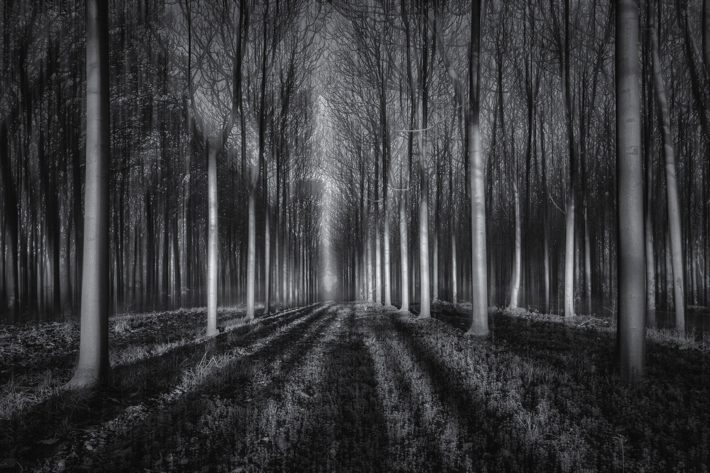 Image of Papermoon Fototapete "Photo-Art JINGSHU ZHU, IN DEN WALD"