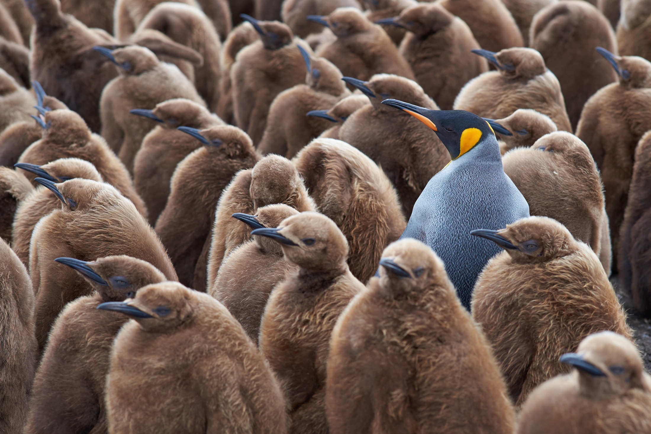 Image of Papermoon Fototapete "KÖNIG PINGUIN UND KÃƒÅ’KEN-FALKLAND INSEL TIERE VÖGEL MEER"