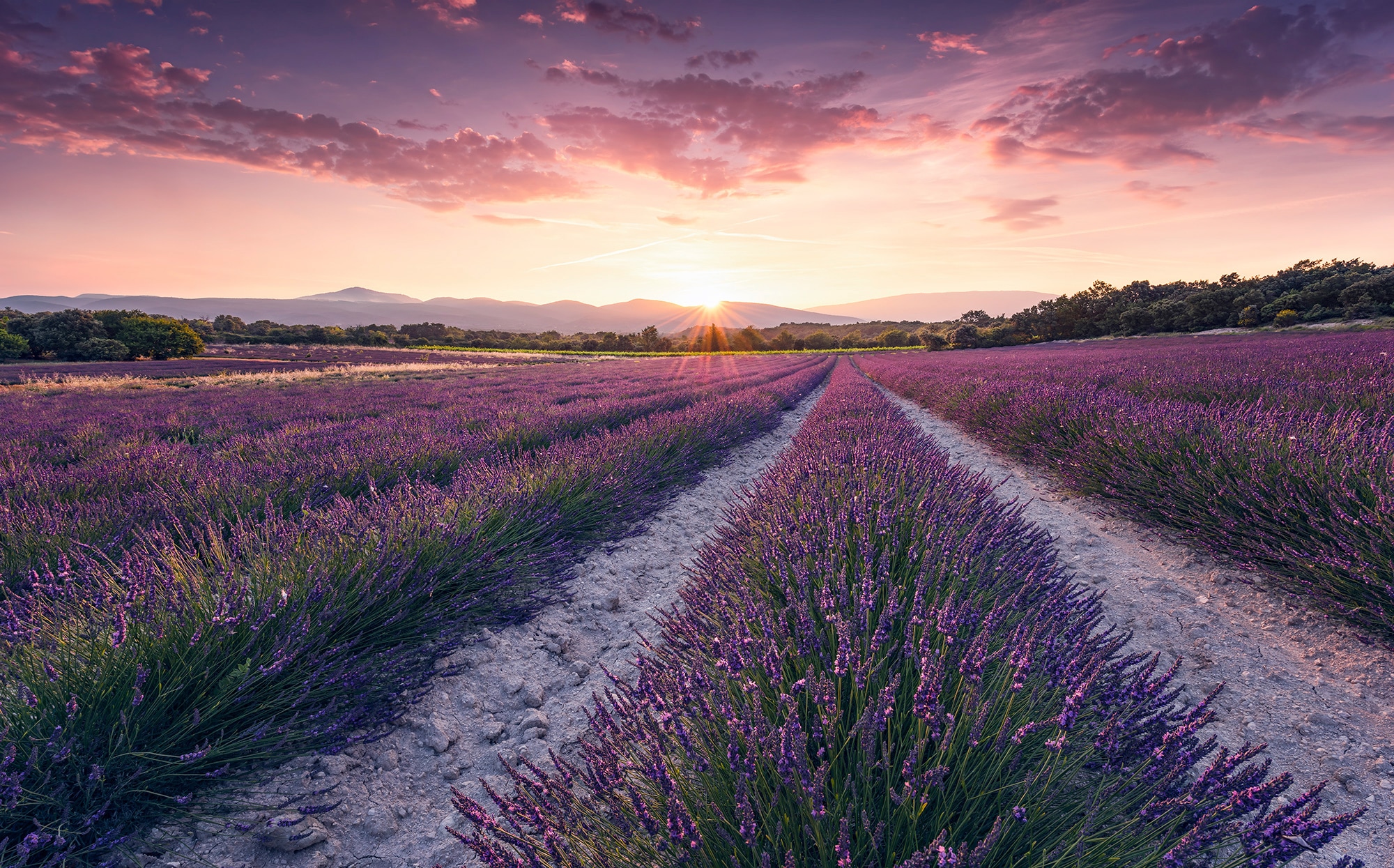 Image of Komar Vliestapete "Digitaldruck Vlies - Lavender Dream - Grösse 450 x 280 cm" bedruckt glatt Wohnzimmer, Schlafzimmer