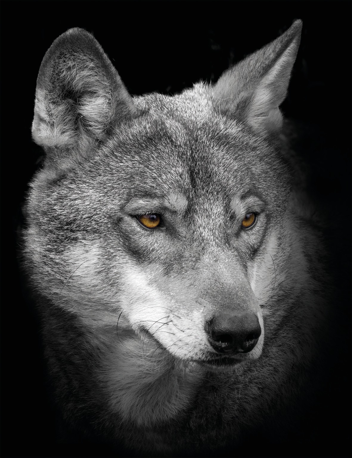 Image of Bönninghoff Leinwandbild "Wolf" 1 Stk. tlg.