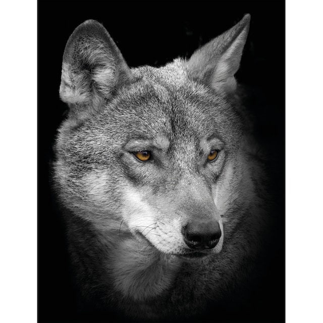 Bönninghoff Leinwandbild »Wolf«, (1 St.) günstig kaufen