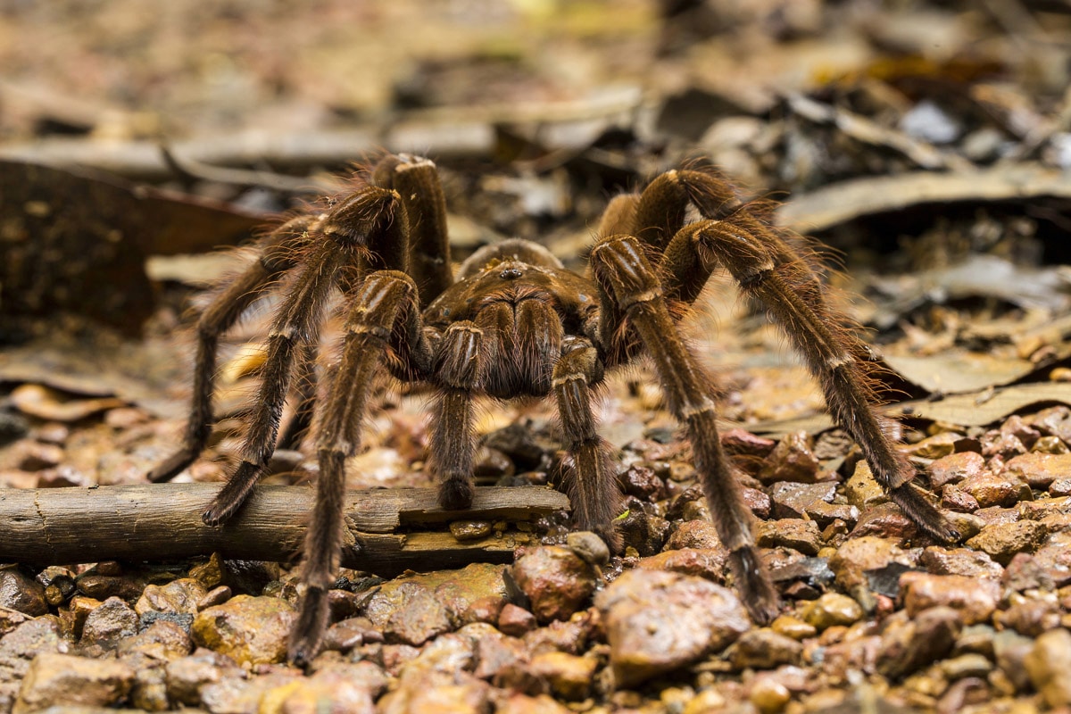 Image of Papermoon Fototapete "Spinne"