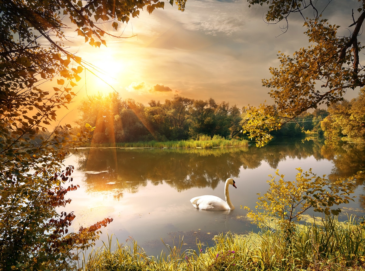 Image of Papermoon Fototapete "Schwan am Teich"