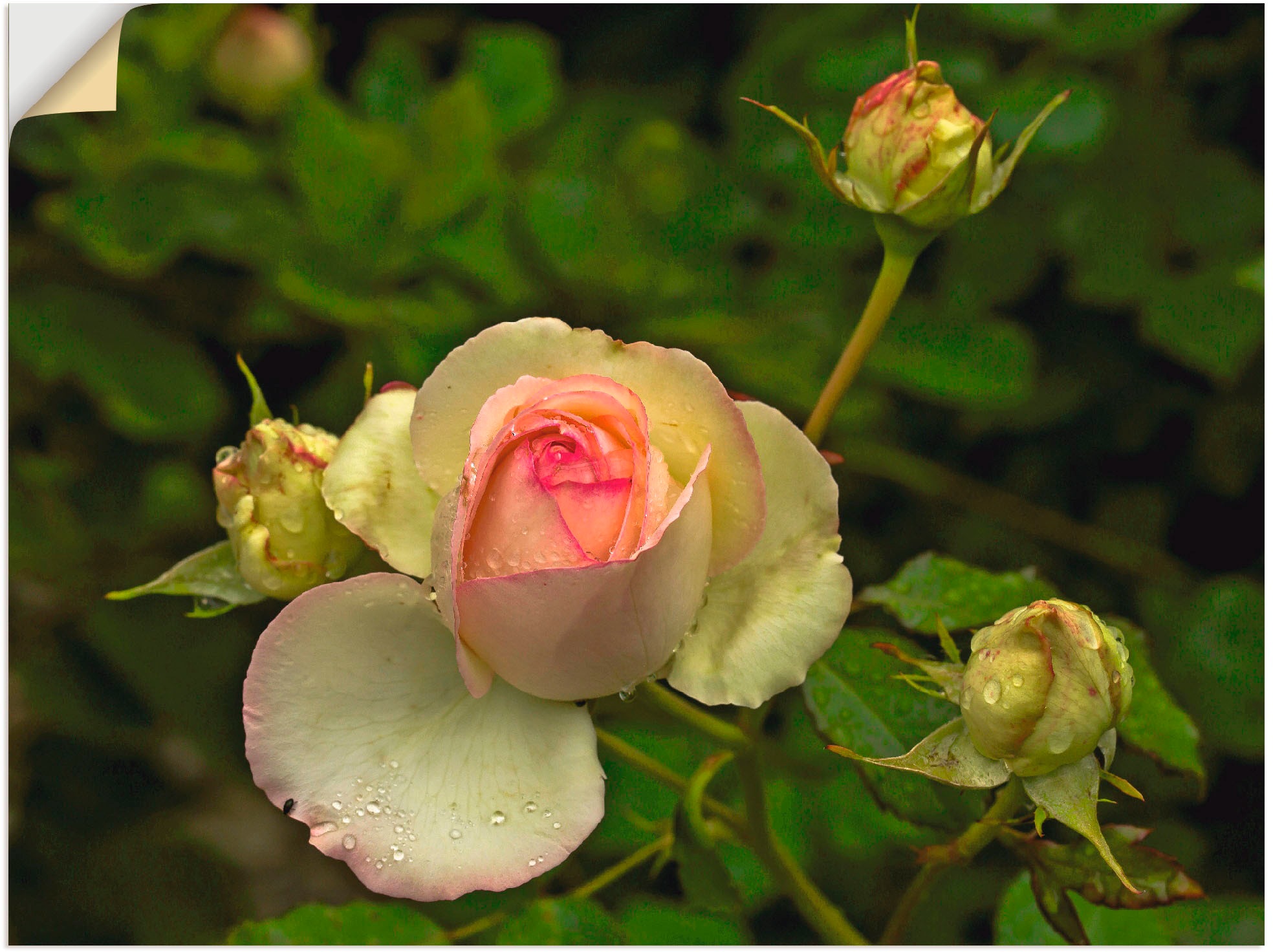Image of Artland Wandbild »Rosa Rose«, Blumen, (1 St.), in vielen Grössen & Produktarten -Leinwandbild, Poster, Wandaufkleber / Wandtattoo auch für Badezimmer geeignet bei Ackermann Versand Schweiz
