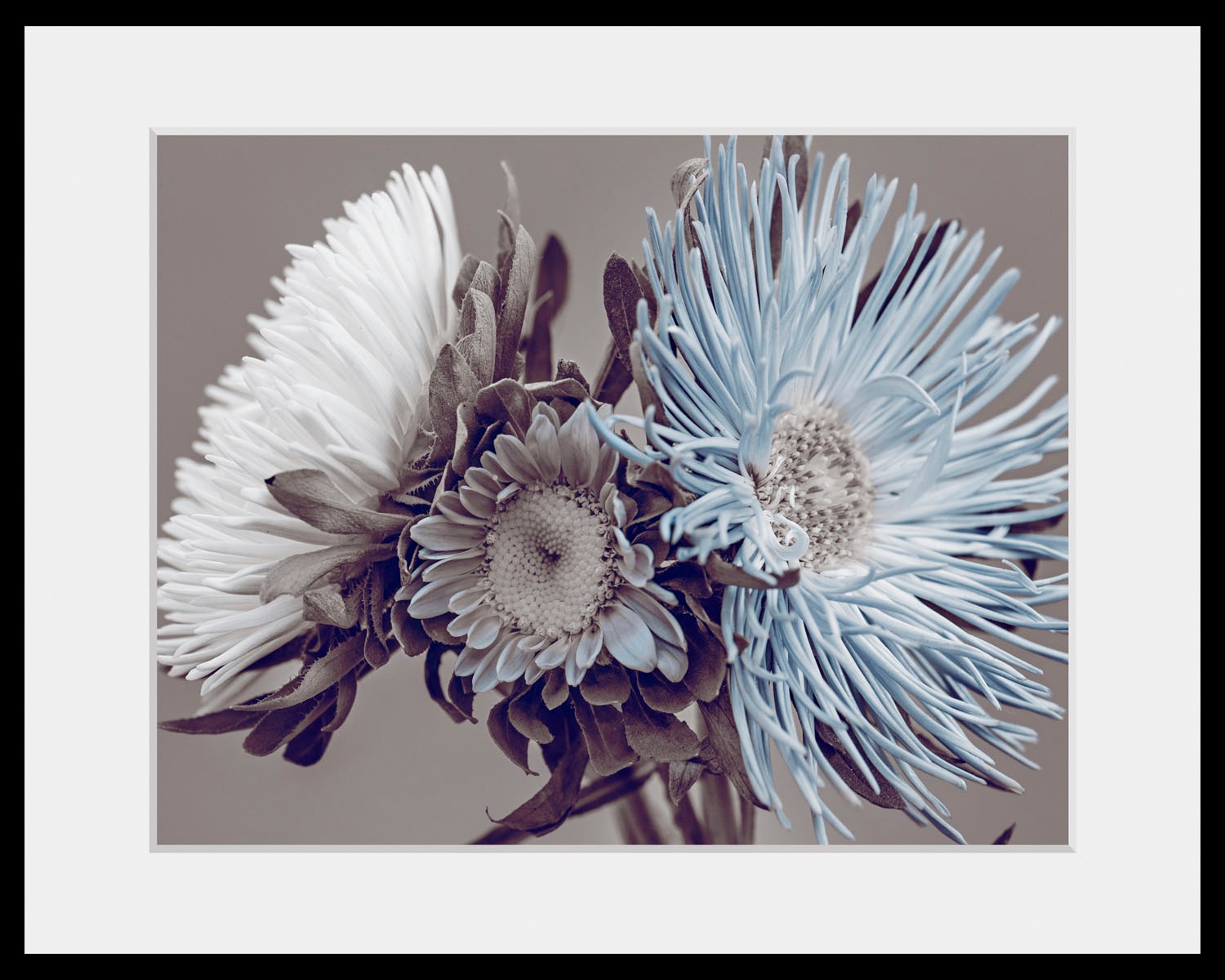 Image of queence Bild »Verena«, Blumen, (1 St.) bei Ackermann Versand Schweiz