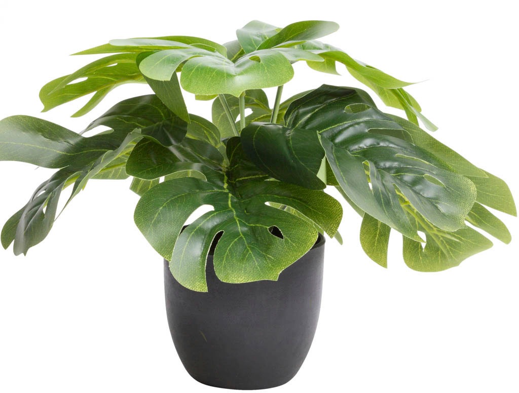 Image of Botanic-Haus Künstliche Zimmerpflanze »Monstera«, (1 St.) bei Ackermann Versand Schweiz