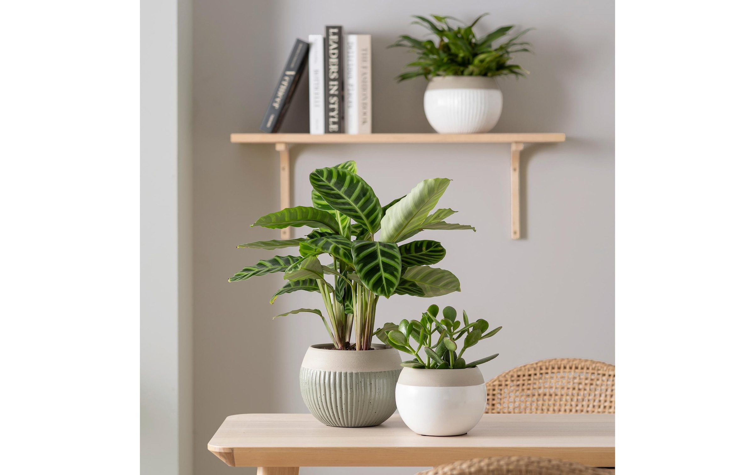 Scheurich Blumentopf »Verde 719«