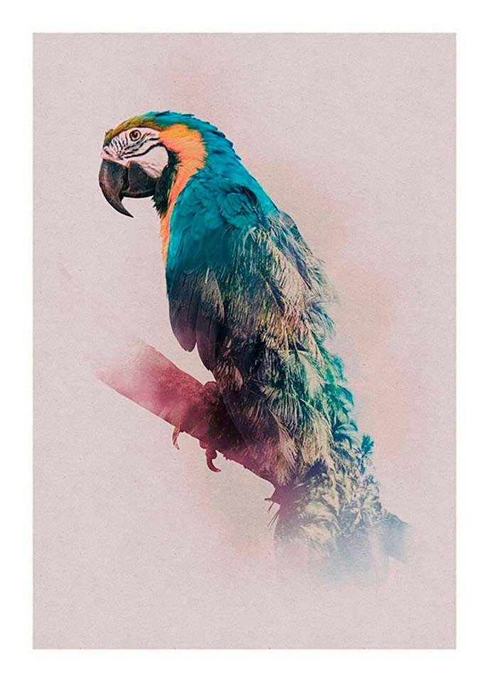Komar Bild »Animals Paradise Parrot«, Tiere, (1 St.), Wandbild zur Dekoration - ohne Rahmen