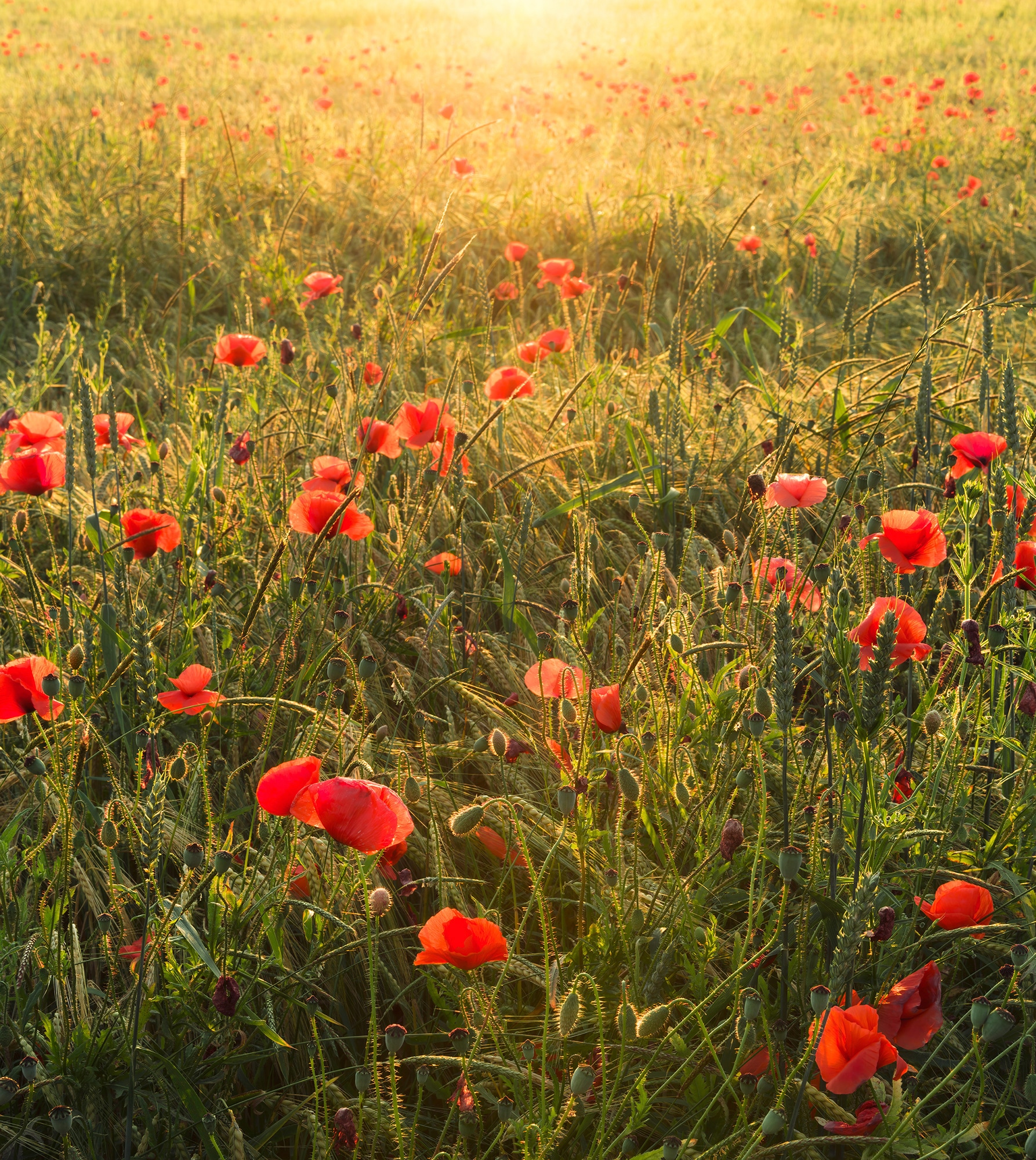 Image of Komar Vliestapete "Digitaldruck Vlies - Poppy World - Grösse 250 x 280 cm" bedruckt glatt Wohnzimmer, Schlafzimmer