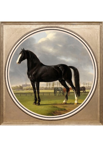 Acrylglasbild »Pferd«