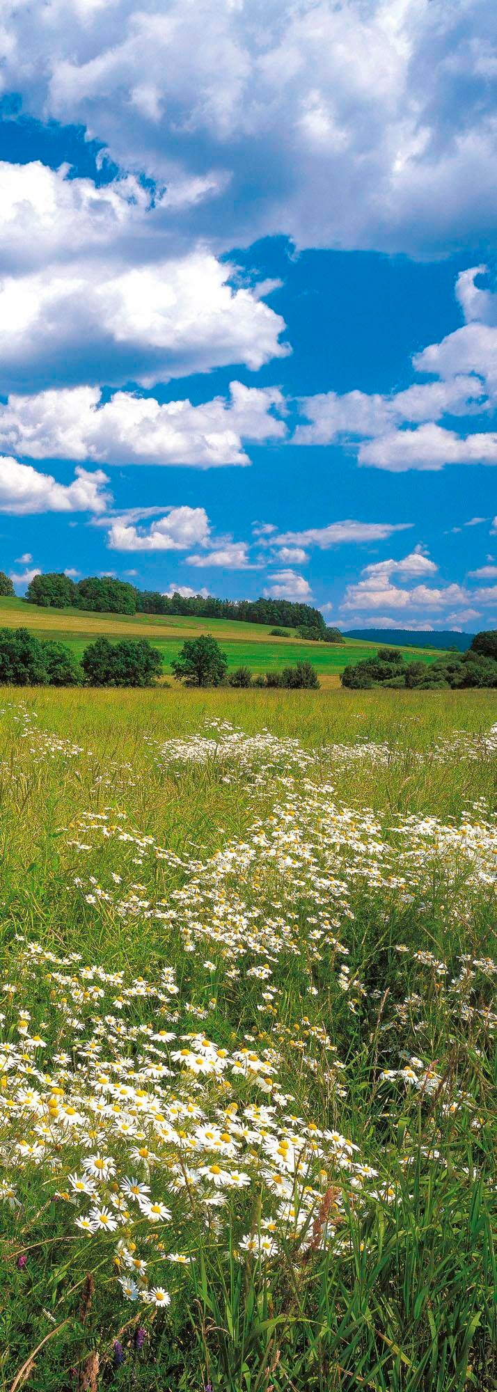 Image of Komar Vliestapete "Digitaldruck Vlies - Meadow - Grösse 100 x 280 cm" bedruckt glatt Wohnzimmer, Schlafzimmer