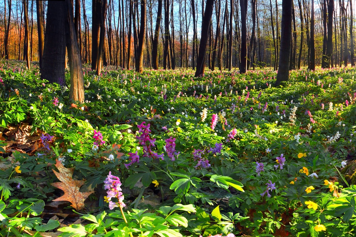 Image of Papermoon Fototapete "Blumenwiese im Wald"