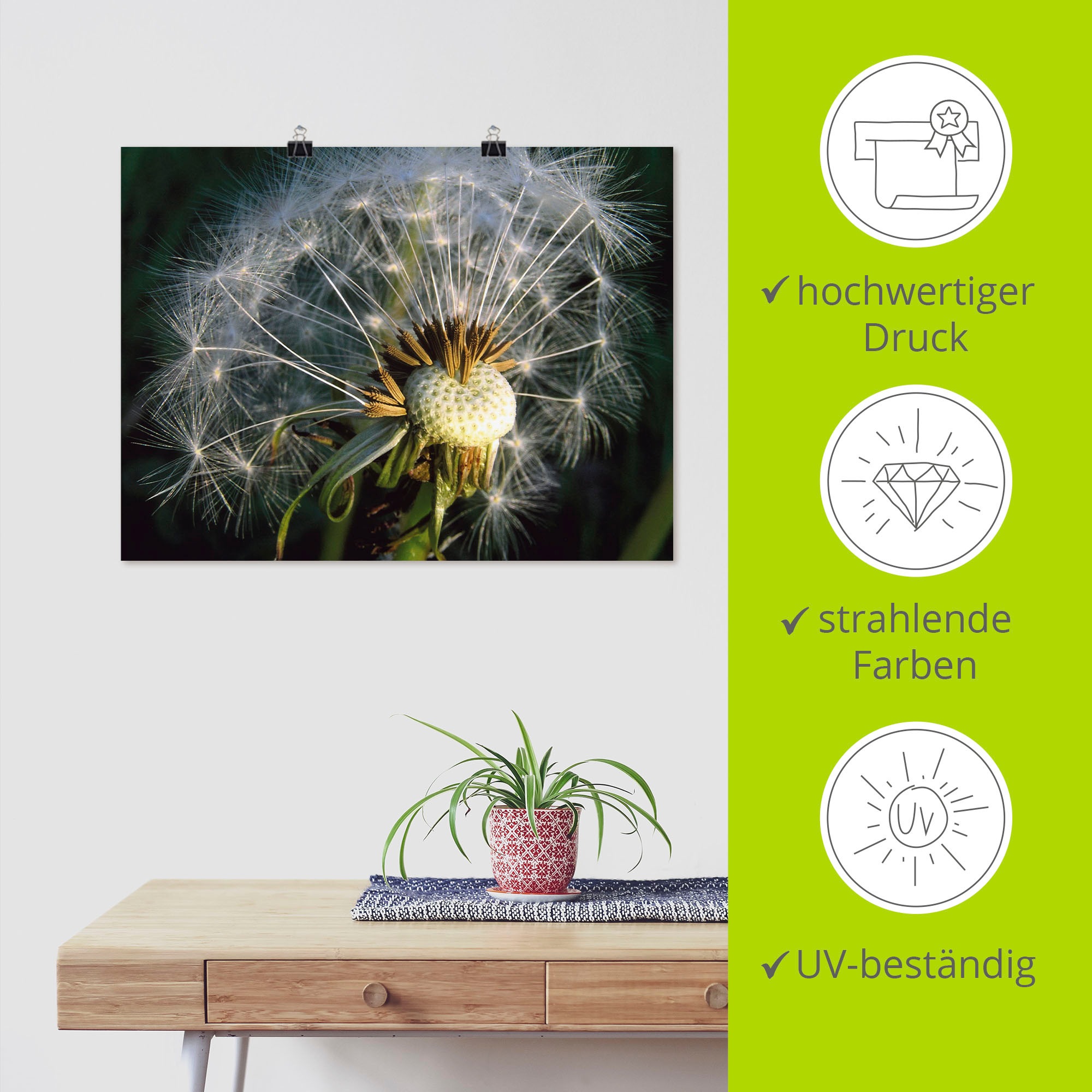 Artland Poster »Pusteblume«, Blumen, (1 St.), als Alubild, Leinwandbild, Wandaufkleber oder Poster in versch. Grössen