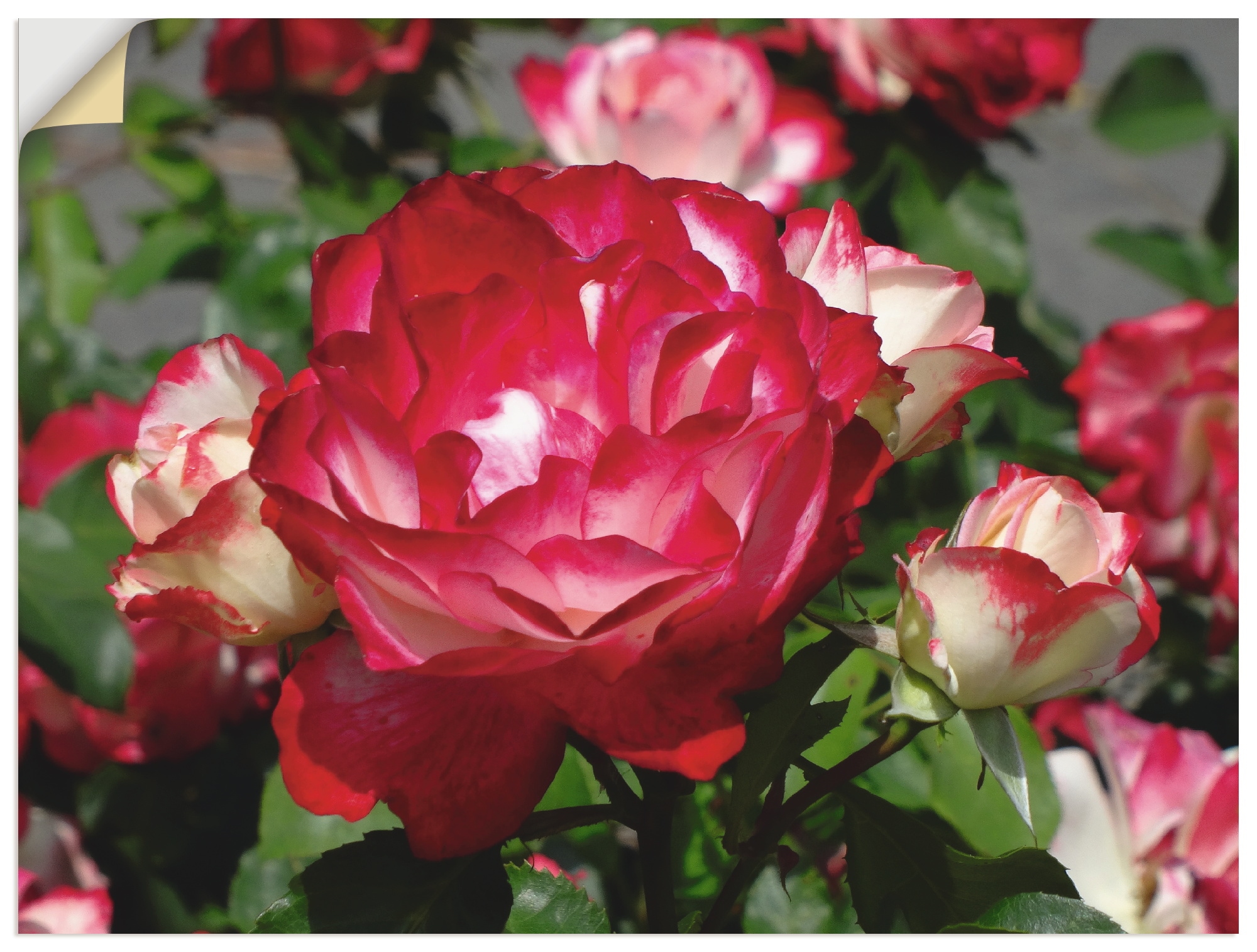 Artland Wandbild »Rot weisse Rosenblüte«, Blumen, (1 St.), als Alubild,  Leinwandbild, Wandaufkleber oder Poster in versch. Grössen jetzt kaufen