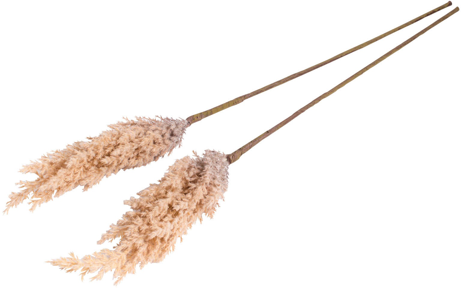 Image of Botanic-Haus Kunstgras »Pampasgras«, (Set, 2 St.) bei Ackermann Versand Schweiz