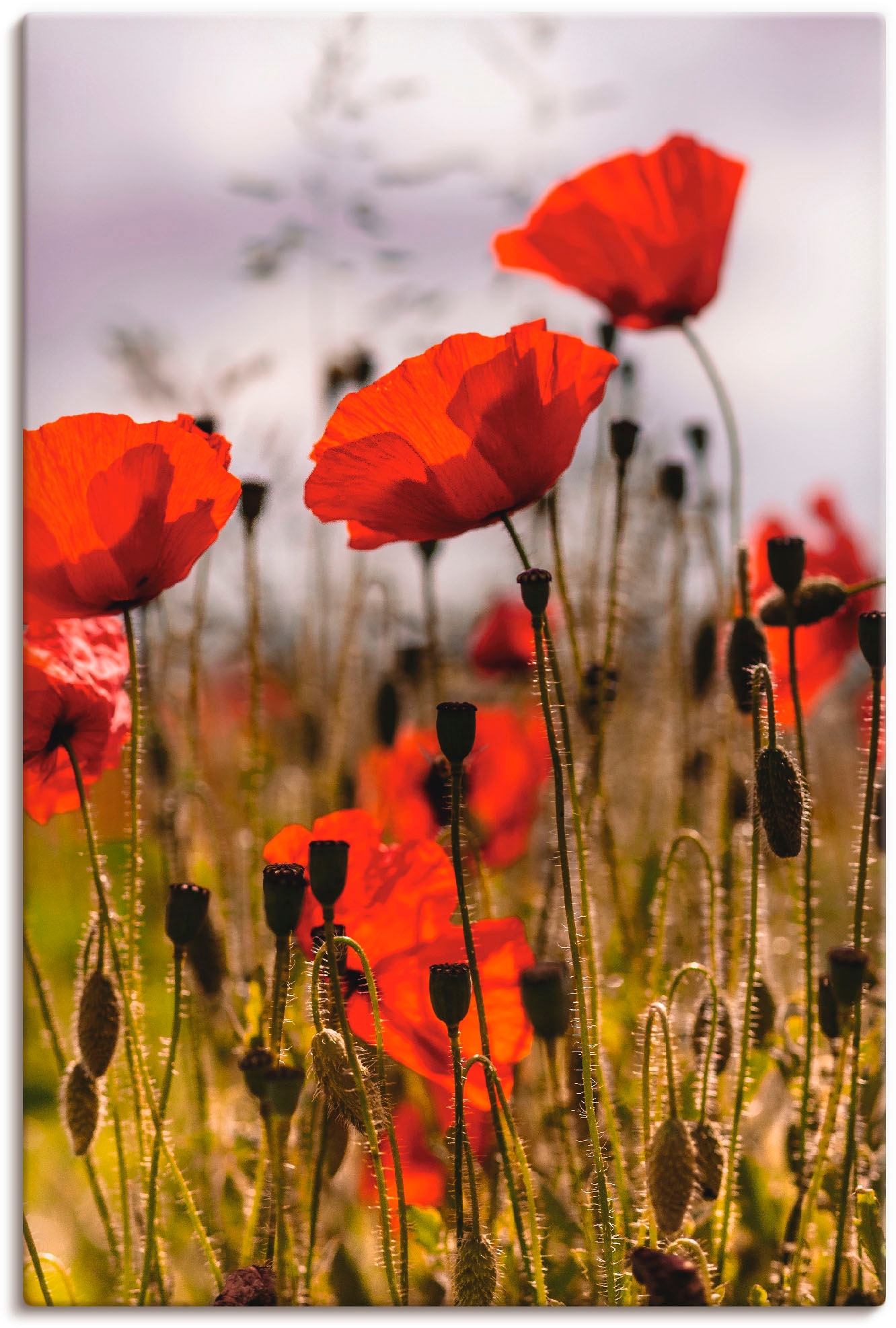 Image of Artland Leinwandbild "Mohnblumen im Morgenlicht" Blumenwiese 1 Stk. tlg. auf Holzrahmen gespannt