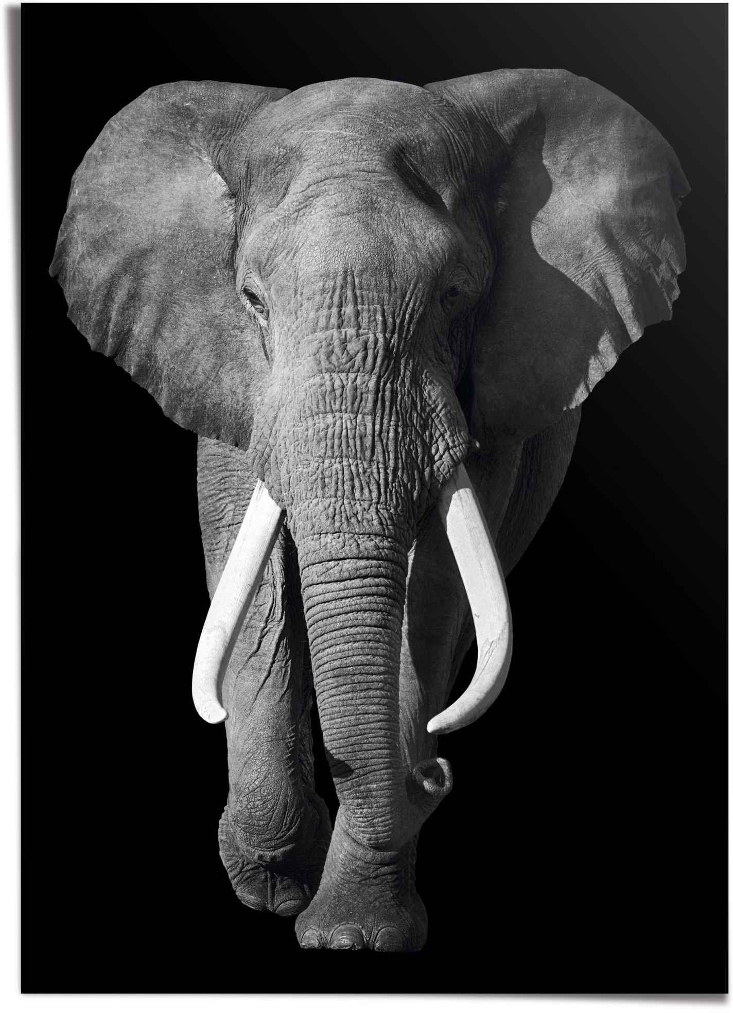 Image of Reinders! Poster »Könige der Natur« bei Ackermann Versand Schweiz