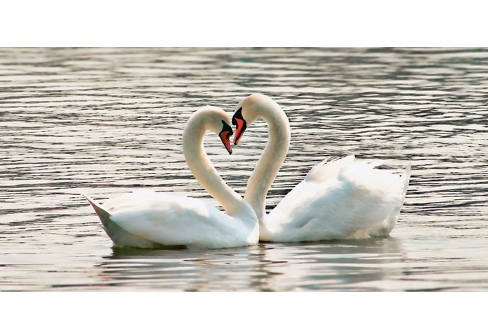 Image of Home affaire Glasbild »Liebesspiel von Schwänen«, 100/50 cm bei Ackermann Versand Schweiz