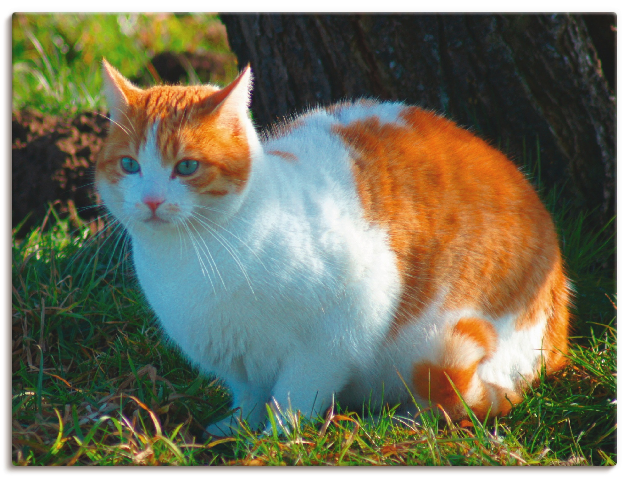 Image of Artland Wandbild »Entspannte Katze«, Haustiere, (1 St.), in vielen Grössen & Produktarten - Alubild / Outdoorbild für den Aussenbereich, Leinwandbild, Poster, Wandaufkleber / Wandtattoo auch für Badezimmer geeignet bei Ackermann Versand Schweiz