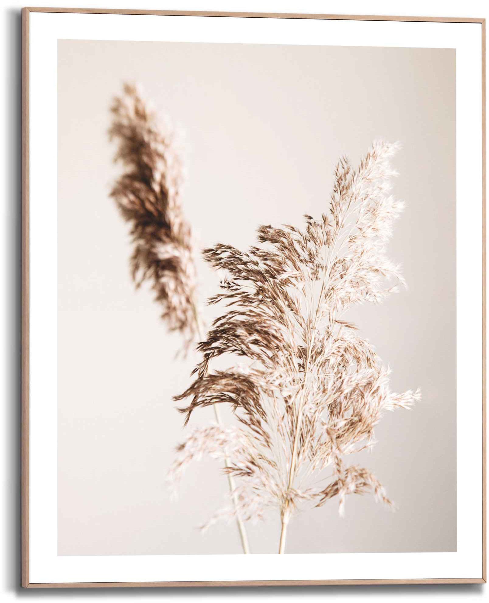 Image of Reinders! Bild »Pampas Natur - Ruhe - Trokenblume«, (1 St.) bei Ackermann Versand Schweiz