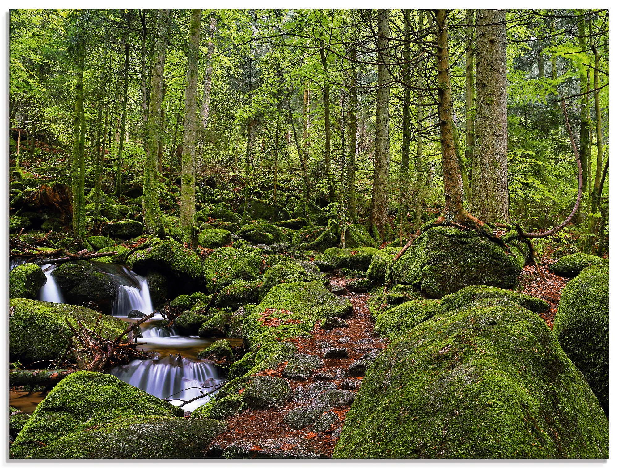 Image of Artland Glasbild »Zauberwald mit Bach«, Wald, (1 St.) bei Ackermann Versand Schweiz