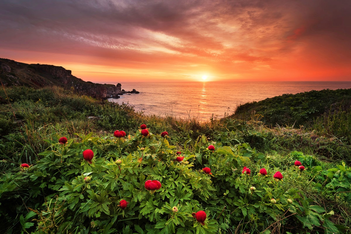 Image of Papermoon Fototapete "Blumenwiese am Meer"