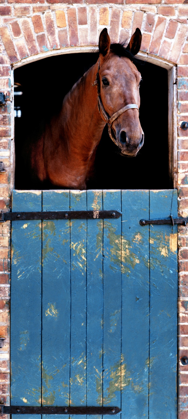 Image of Papermoon Fototapete »Horse - Türtapete«, matt, Vlies, 2 Bahnen, 90 x 200 cm bei Ackermann Versand Schweiz