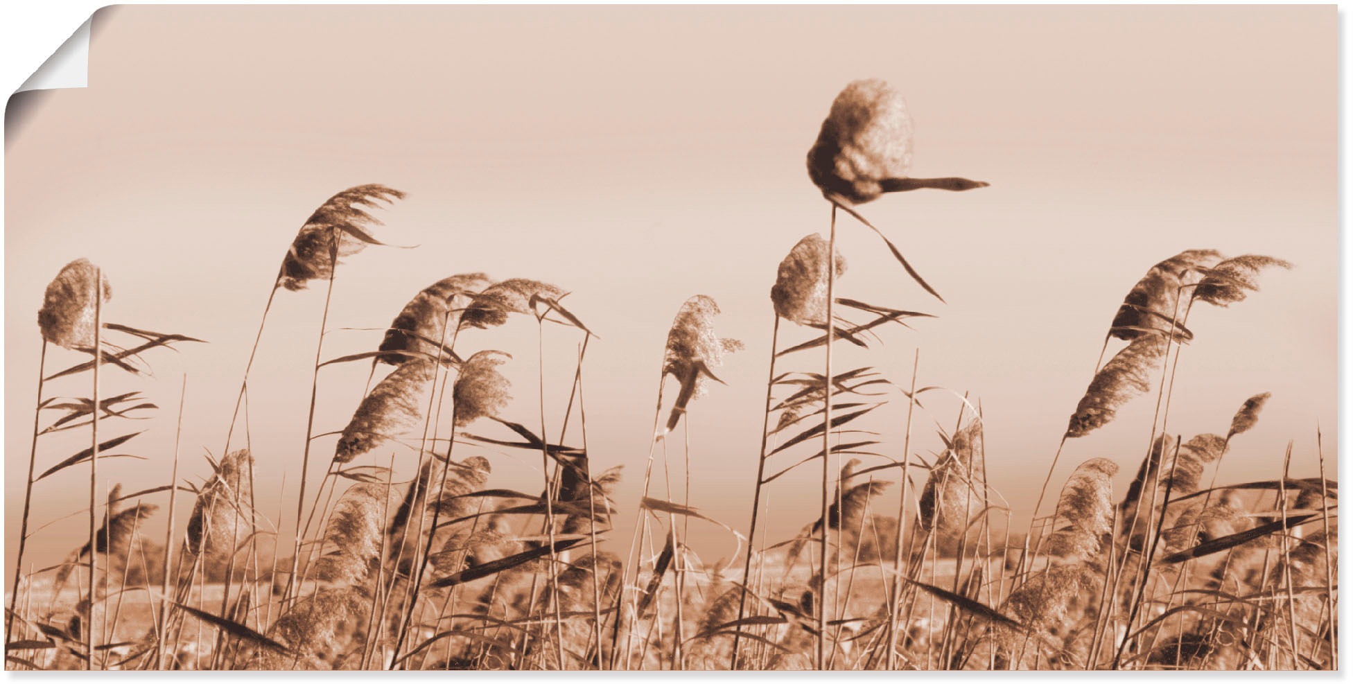 Image of Artland Wandbild »Gräser«, Gräser, (1 St.), in vielen Grössen & Produktarten - Alubild / Outdoorbild für den Aussenbereich, Leinwandbild, Poster, Wandaufkleber / Wandtattoo auch für Badezimmer geeignet bei Ackermann Versand Schweiz