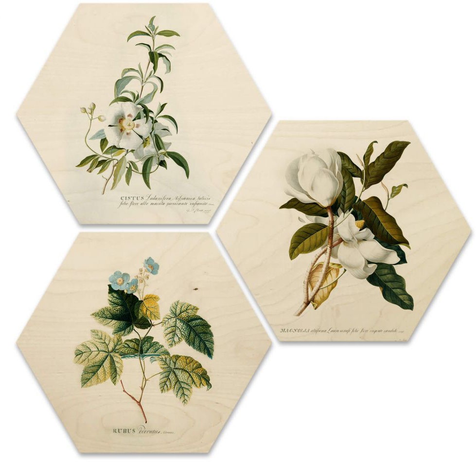 Image of Wall-Art Mehrteilige Bilder »Botanische Collage Blumen Floral«, (Set, 3 St.) bei Ackermann Versand Schweiz