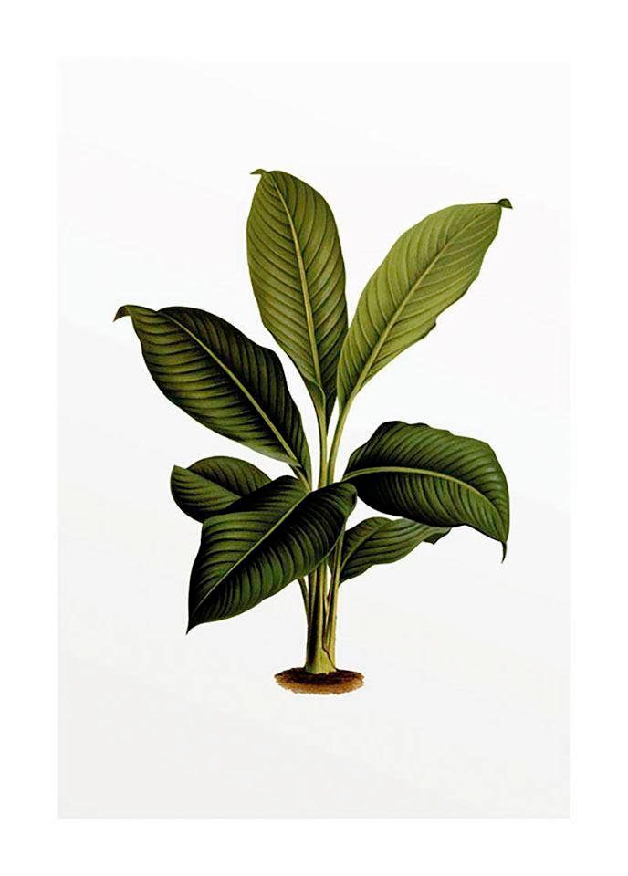 Image of Komar Bild "Elastica Leaf" Blätter Pflanzen 1 Stk. tlg. Wandbild zur Dekoration - ohne Rahmen