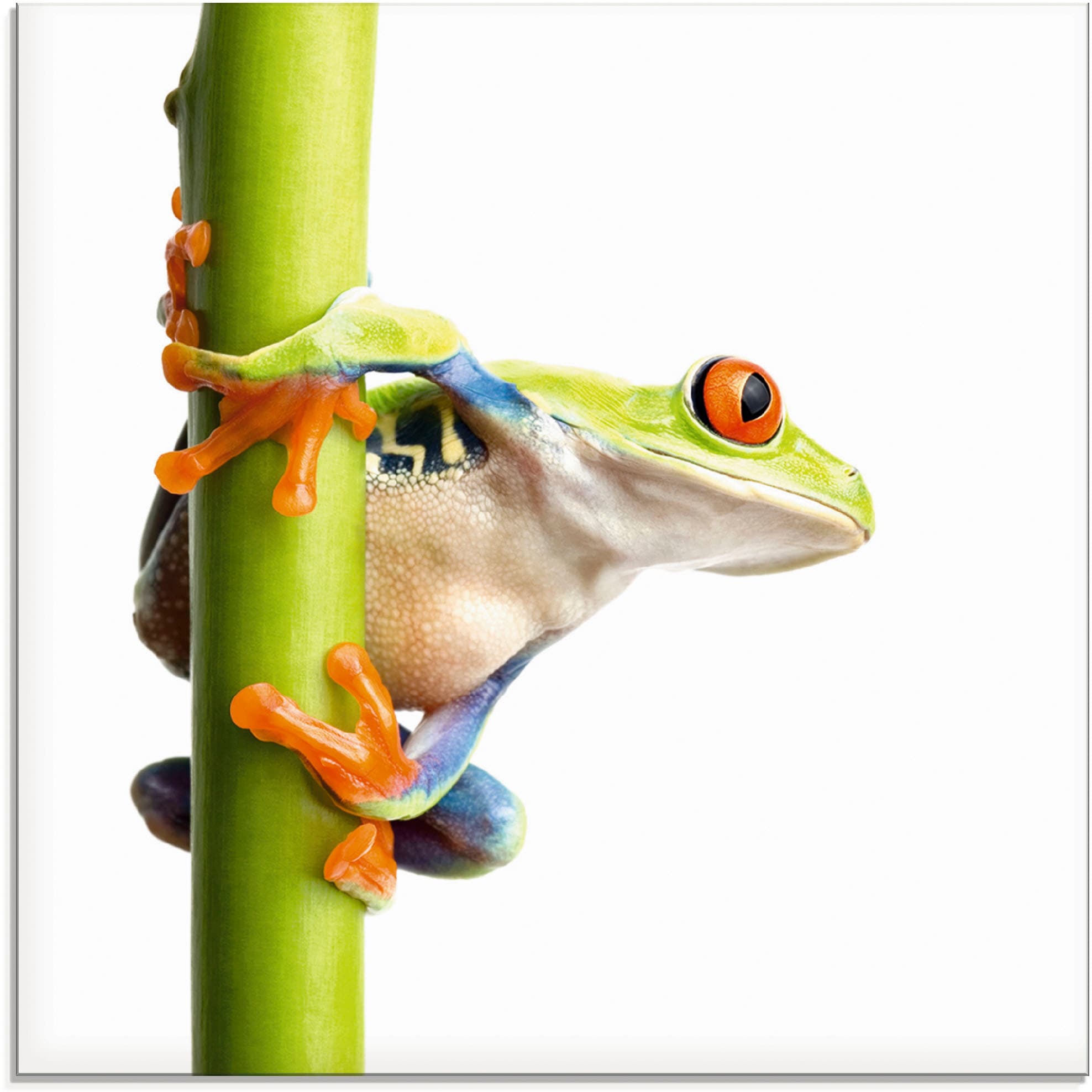 Image of Artland Glasbild "Frosch umfasst einen Pflanzenstengel" Wassertiere 1 Stk. tlg. in verschiedenen Grössen