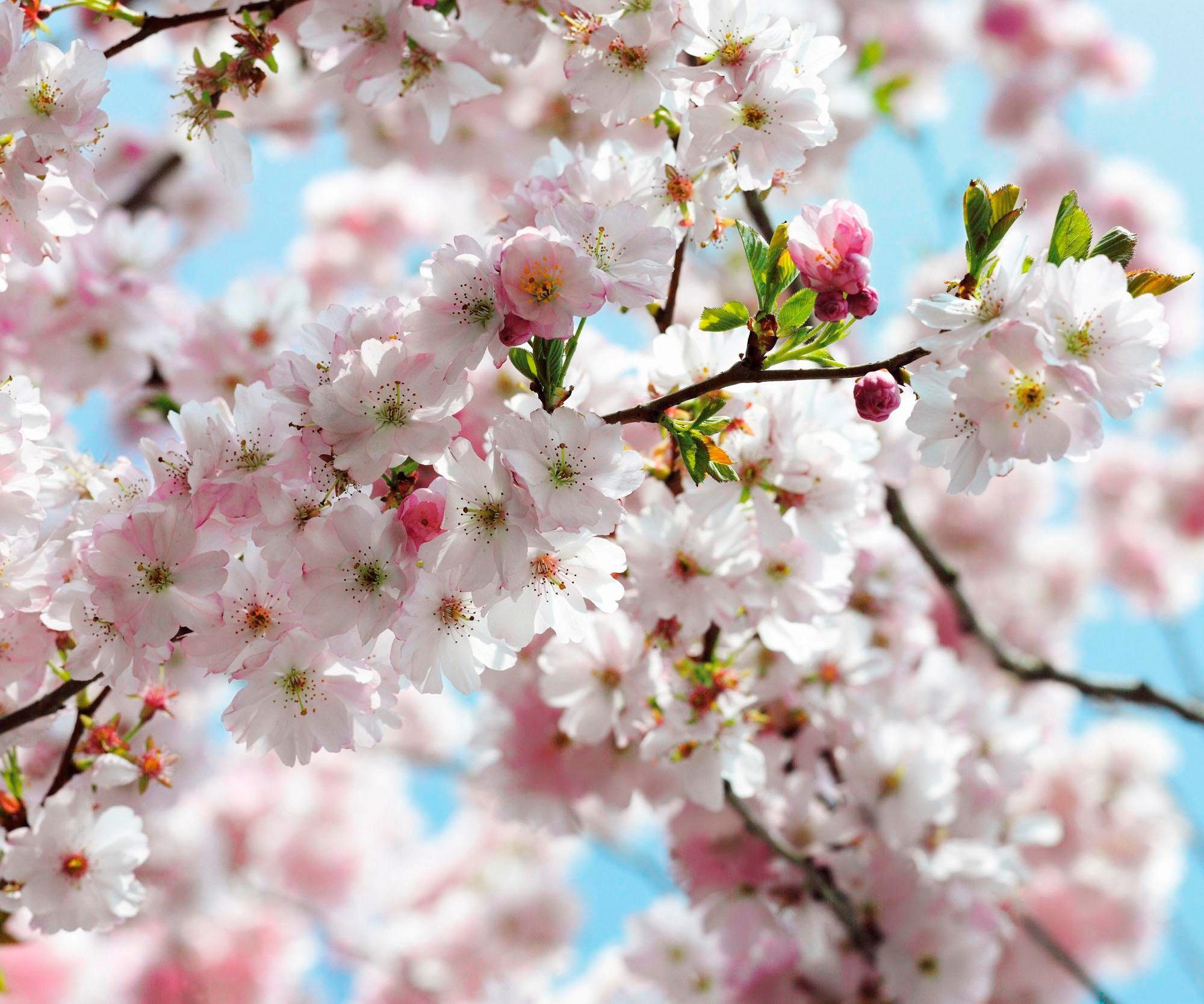 Image of Komar Vliestapete »Spring"«, naturalistisch bei Ackermann Versand Schweiz