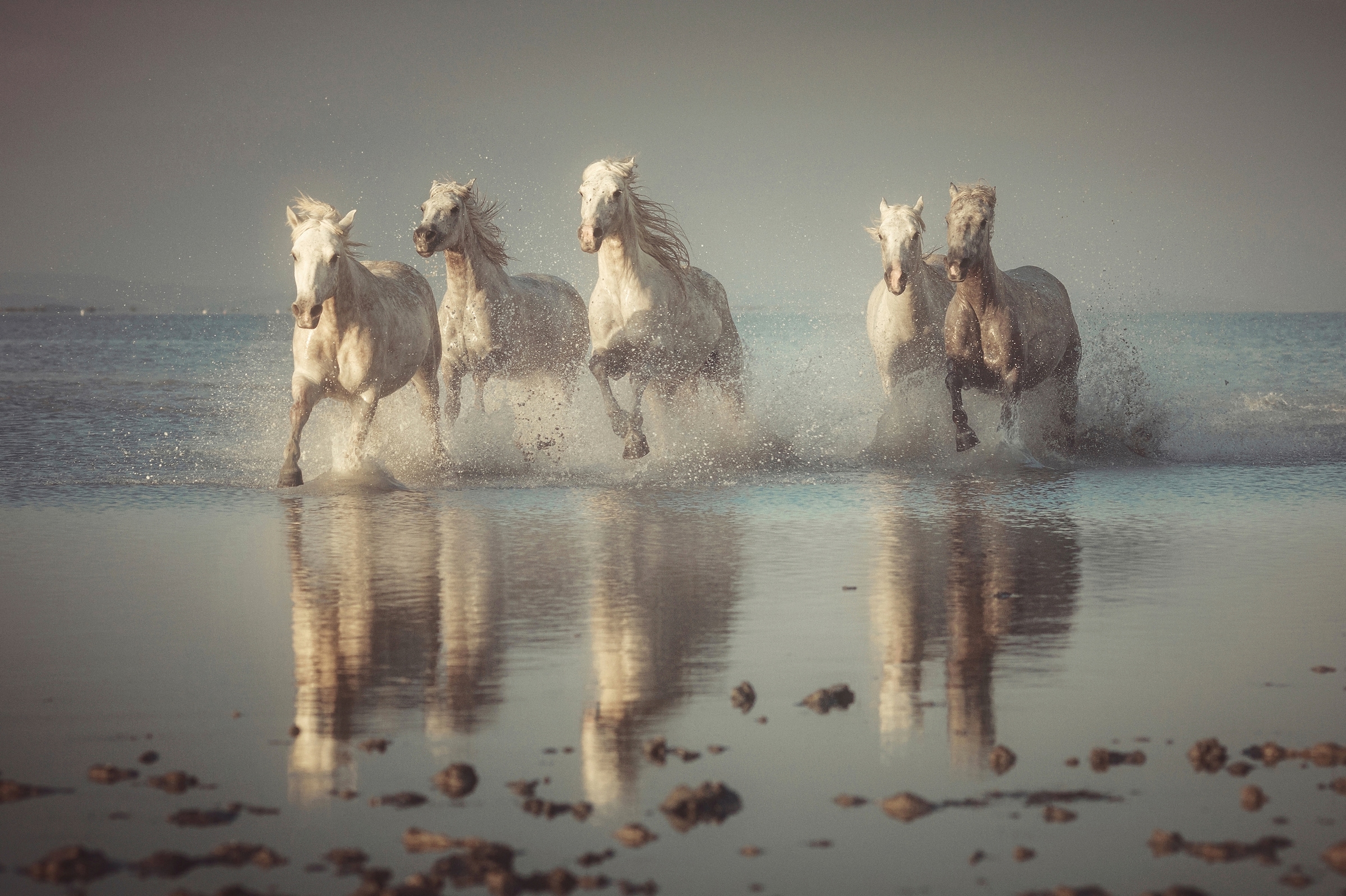 Image of Papermoon Fototapete "Photo-Art ROSTOVSKIY ANTON, CAMARGUE-PFERDE"