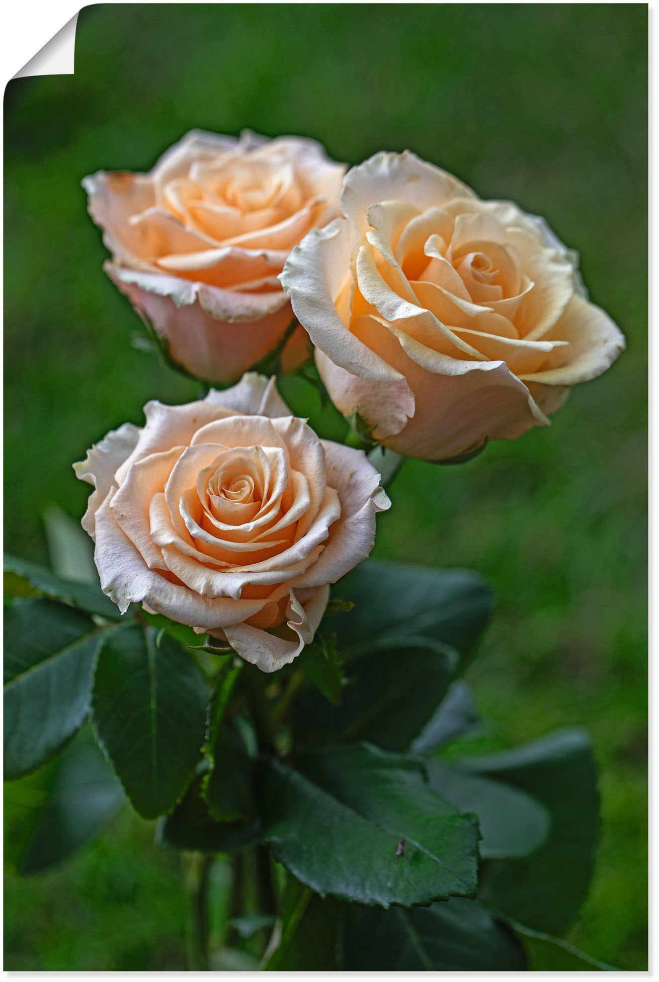 Image of Artland Wandbild »wunderschöne Rosen«, Blumenbilder, (1 St.), in vielen Grössen & Produktarten - Alubild / Outdoorbild für den Aussenbereich, Leinwandbild, Poster, Wandaufkleber / Wandtattoo auch für Badezimmer geeignet bei Ackermann Versand Schweiz