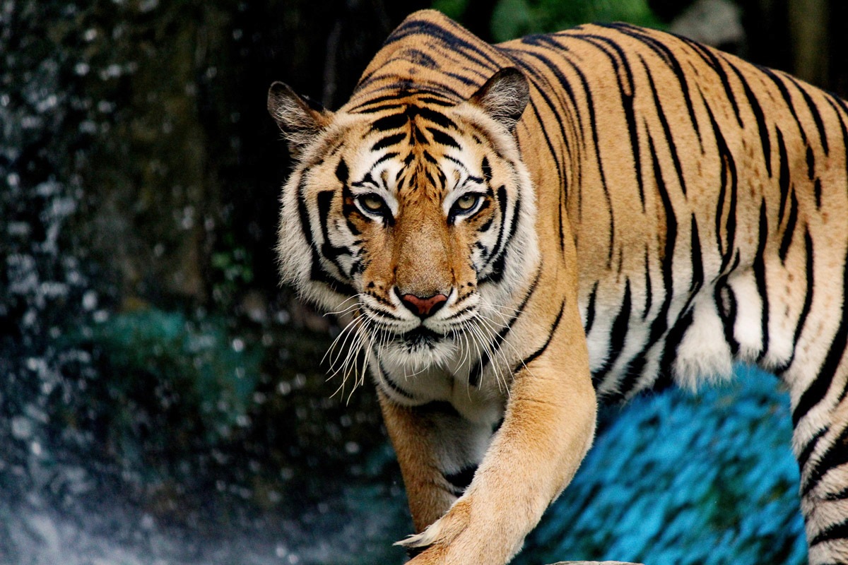 Image of Papermoon Fototapete »INDISCHER KÖNIGS-TIGER«, Vliestapete, hochwertiger Digitaldruck, inklusive Kleister bei Ackermann Versand Schweiz