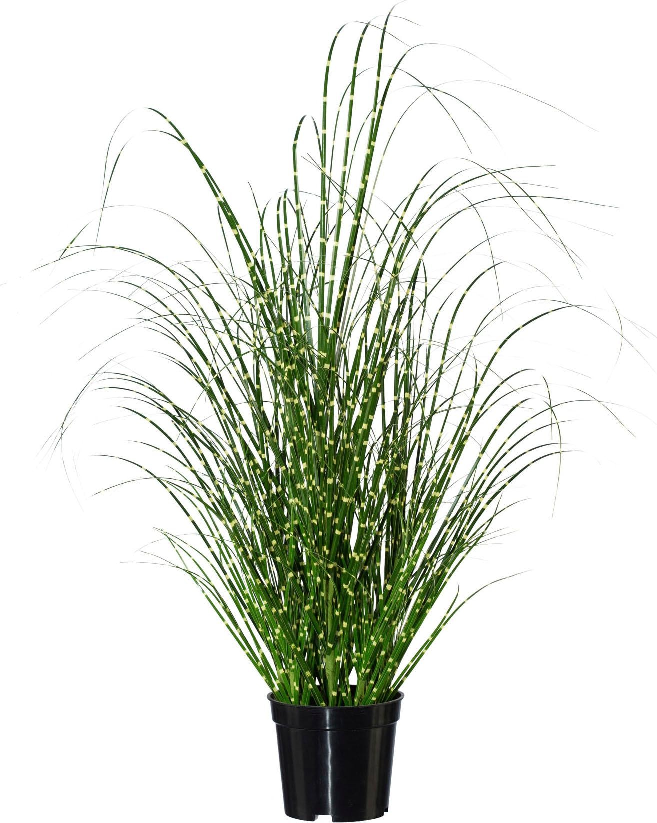 Creativ green Herbe artificielle »Miscanthus«