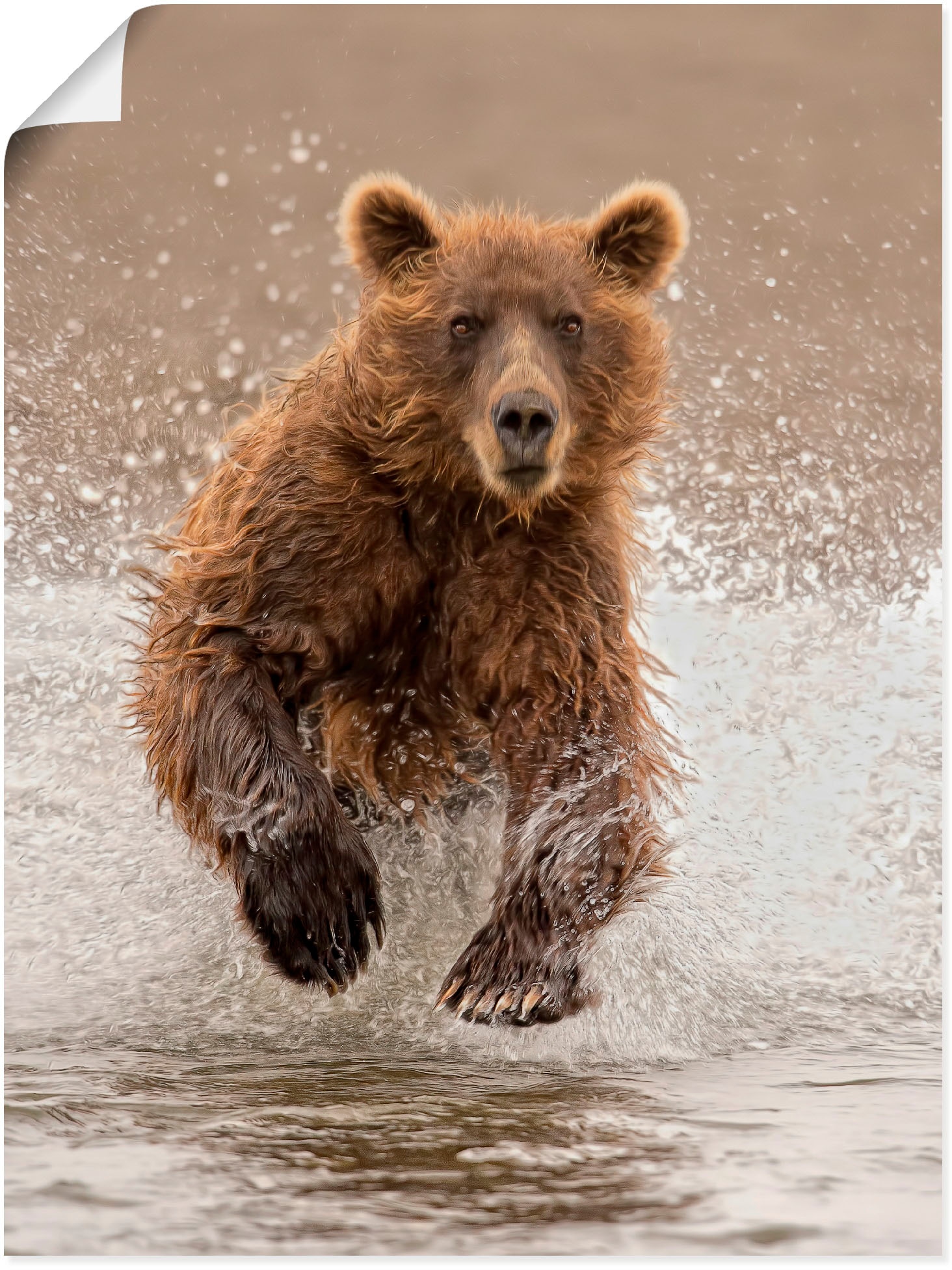Image of Artland Poster "Bären beim Spielen II" Wildtiere 1 Stk. tlg. ohne Rahmen