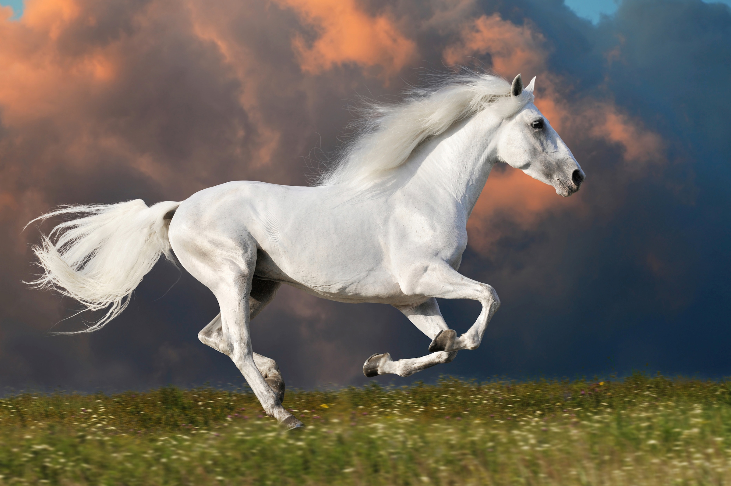 Image of Papermoon Fototapete "PFERD IM GALOPP-RUNNING HENGST WEIss WIESE HIMMEL WOLKEN"