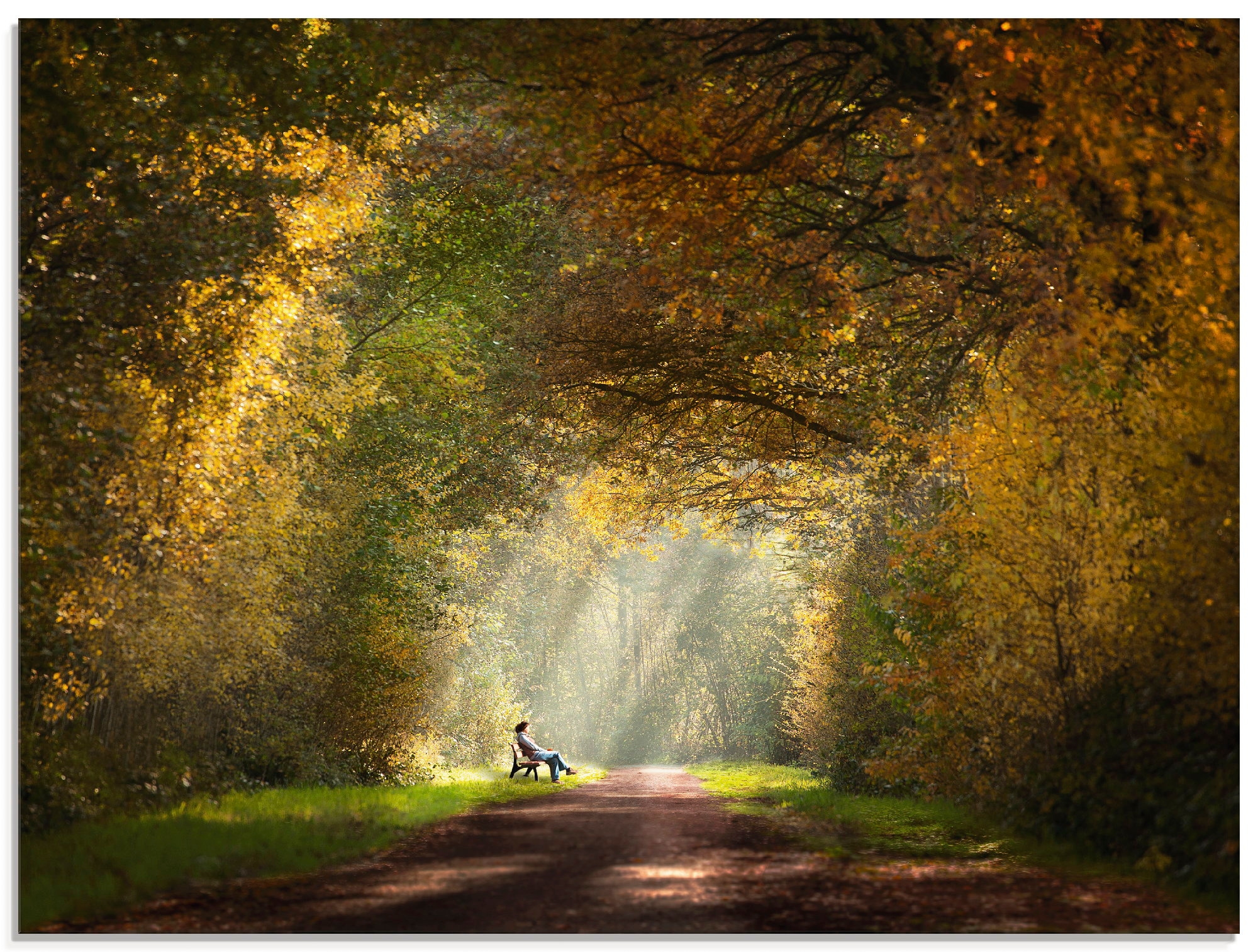 Image of Artland Glasbild "Licht am Ende des Tunnels..." Wald 1 Stk. tlg. in verschiedenen Grössen