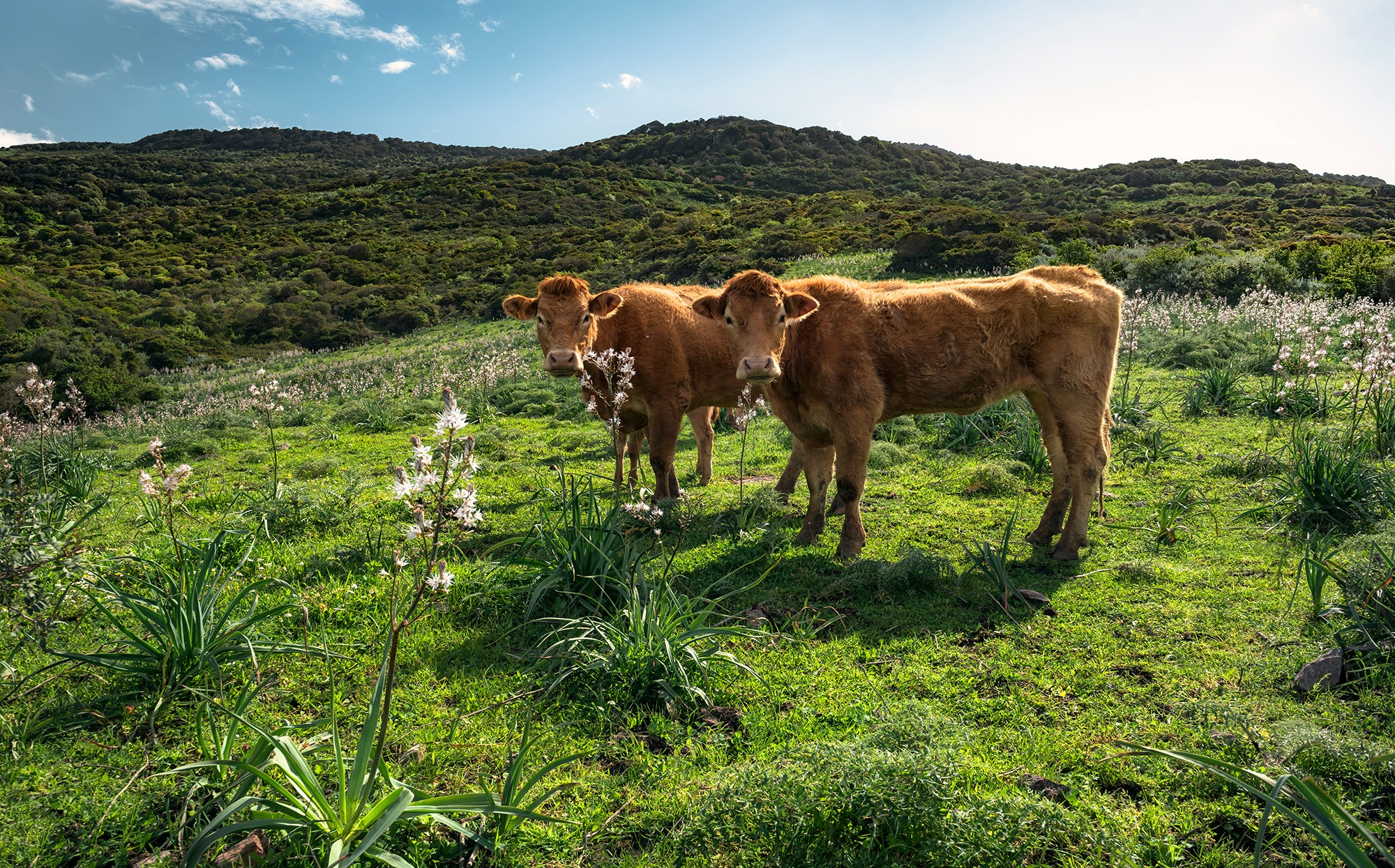 Image of Komar Fototapete »Kuhparadies«, mehrfarbig-natürlich-bedruckt bei Ackermann Versand Schweiz