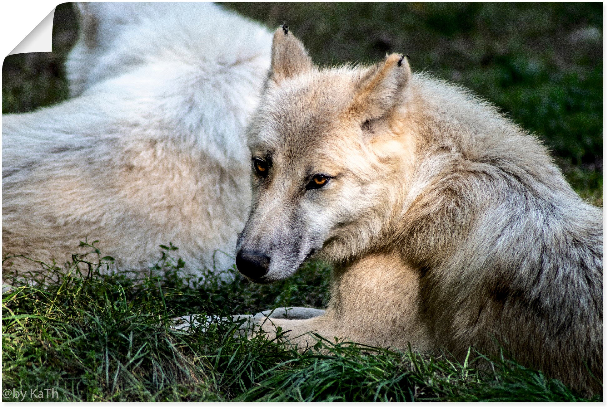 Image of Artland Wandbild »Wolf II«, Wolfbilder, (1 St.), in vielen Grössen & Produktarten - Alubild / Outdoorbild für den Aussenbereich, Leinwandbild, Poster, Wandaufkleber / Wandtattoo auch für Badezimmer geeignet bei Ackermann Versand Schweiz