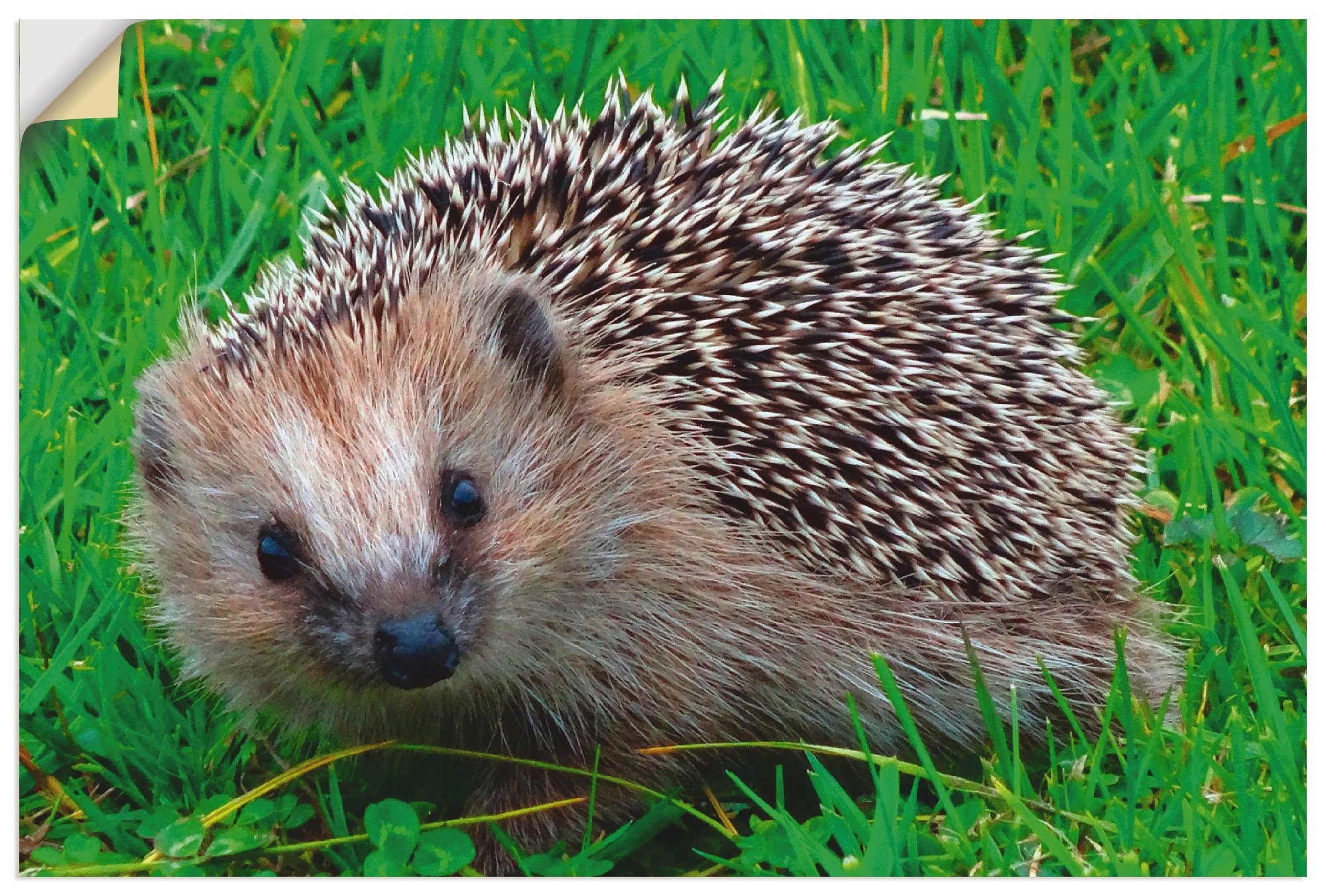 Image of Artland Wandbild »Igel Blick«, Wildtiere, (1 St.), in vielen Grössen & Produktarten - Alubild / Outdoorbild für den Aussenbereich, Leinwandbild, Poster, Wandaufkleber / Wandtattoo auch für Badezimmer geeignet bei Ackermann Versand Schweiz